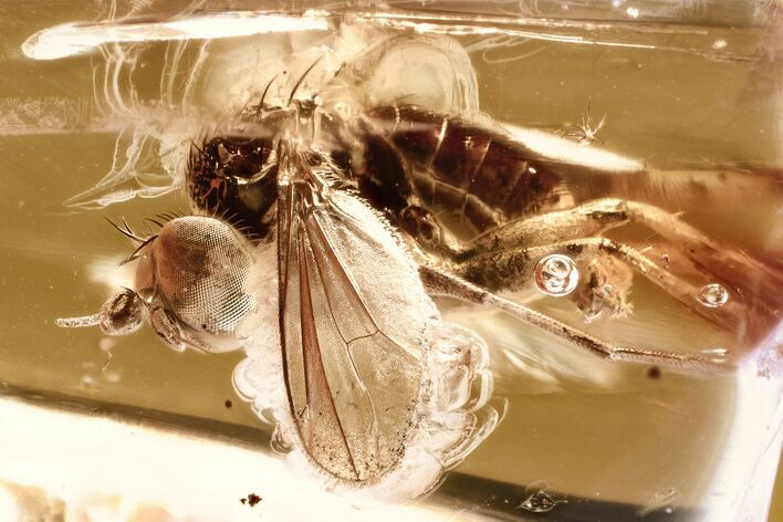 Detailed Fossil Long-Legged Fly (Dolichopodidae) in Baltic Amber #381486